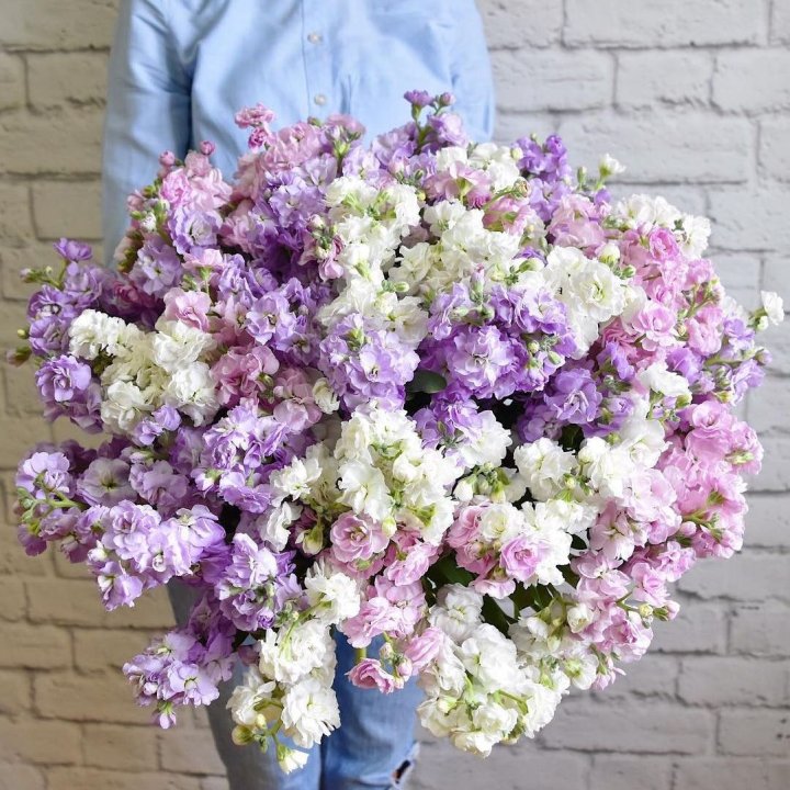 Облако маттиол в Краснодаре