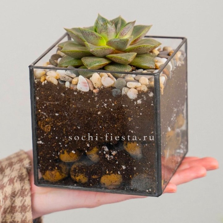 Флорариум Кубик с суккулентом Каменная роза в Краснодаре