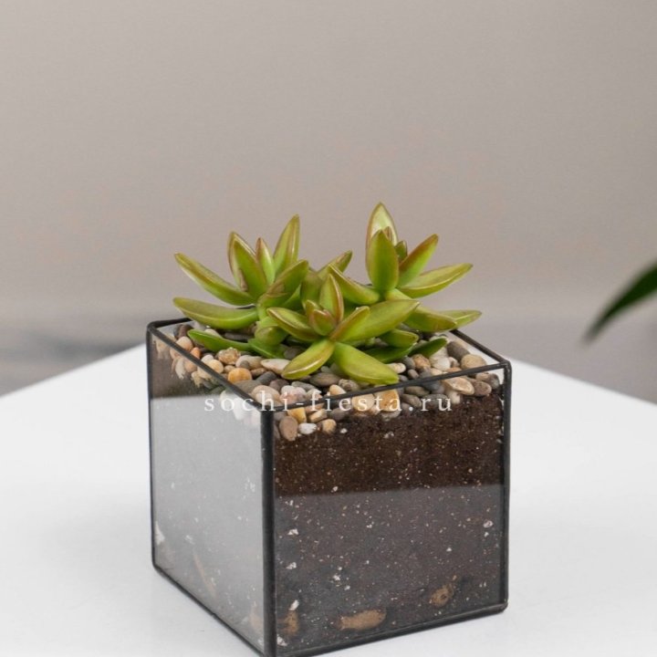 Флорариум Кубик с суккулентом Седум в Краснодаре
