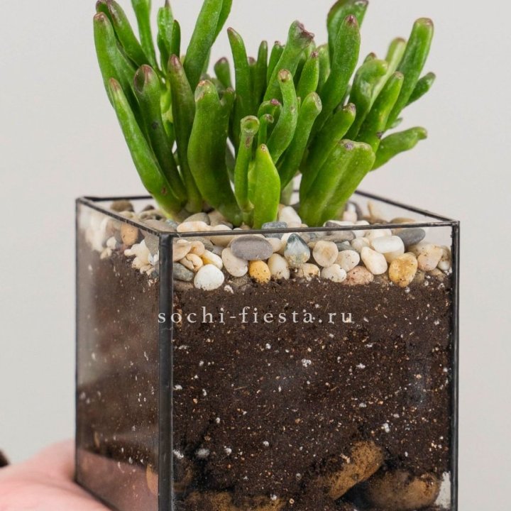 Флорариум Кубик с суккулентом Хоббит в Краснодаре