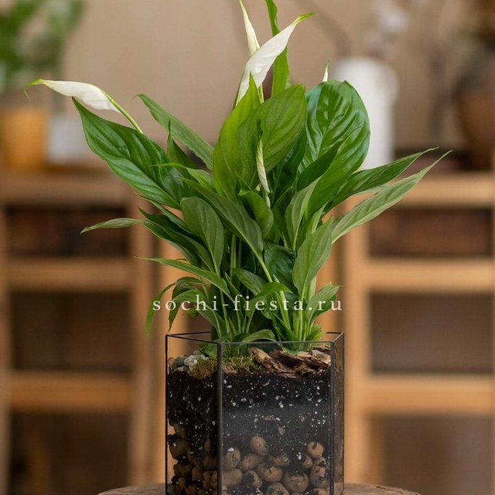 Спатифиллум в кашпо Пятиугольник в Краснодаре