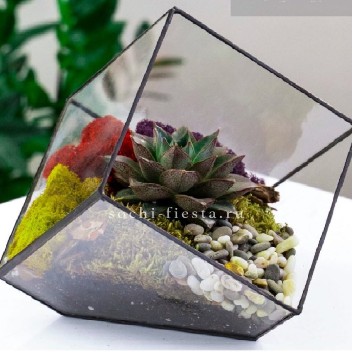 Флорариум Куб усеченный с суккулентом Каменная роза в Краснодаре