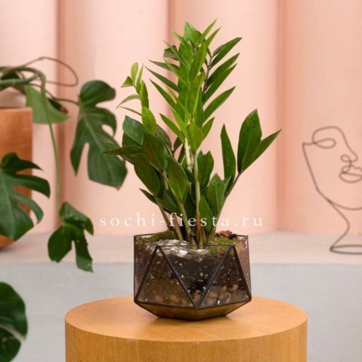Замиокулькас в кашпо Икосаедр в Краснодаре