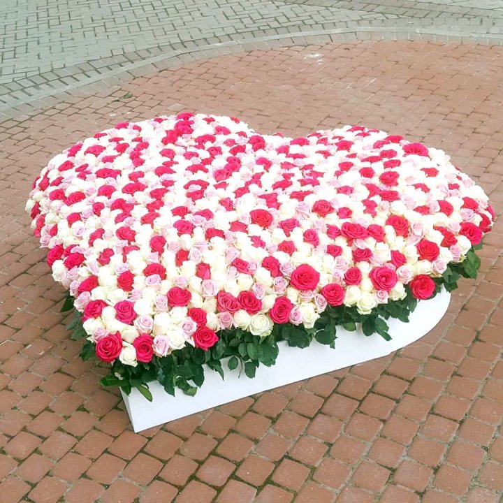 555 роза Heart в Краснодаре