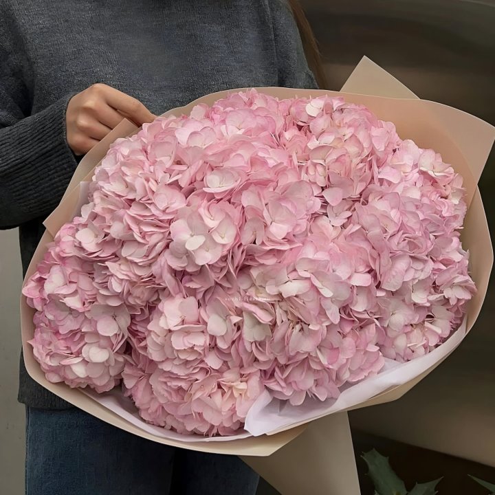 Гортензия  "Rose clouds" в Краснодаре