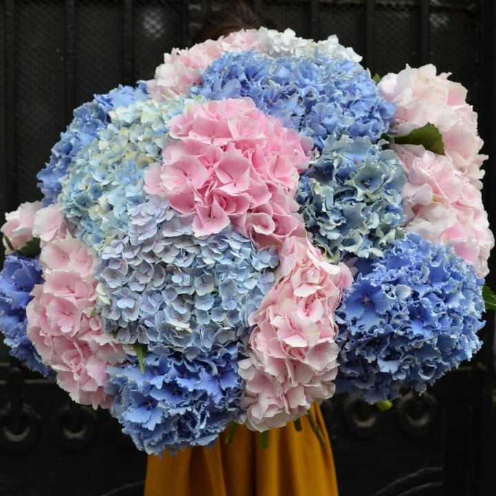 Букет гортензий Fountain в Краснодаре