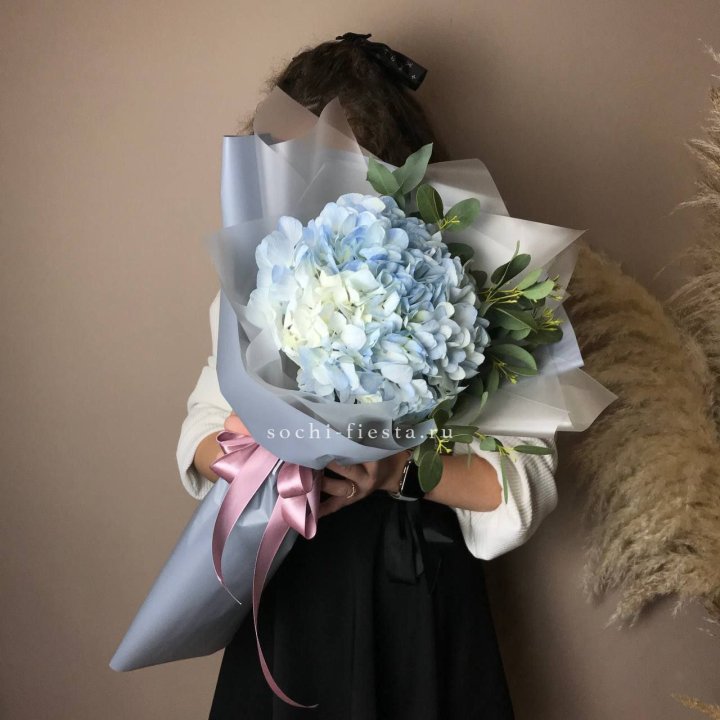 Гортензия UNO в Краснодаре