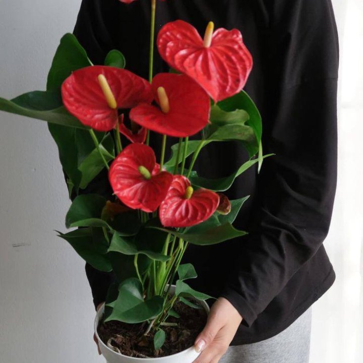 Антуриум №2 в Краснодаре