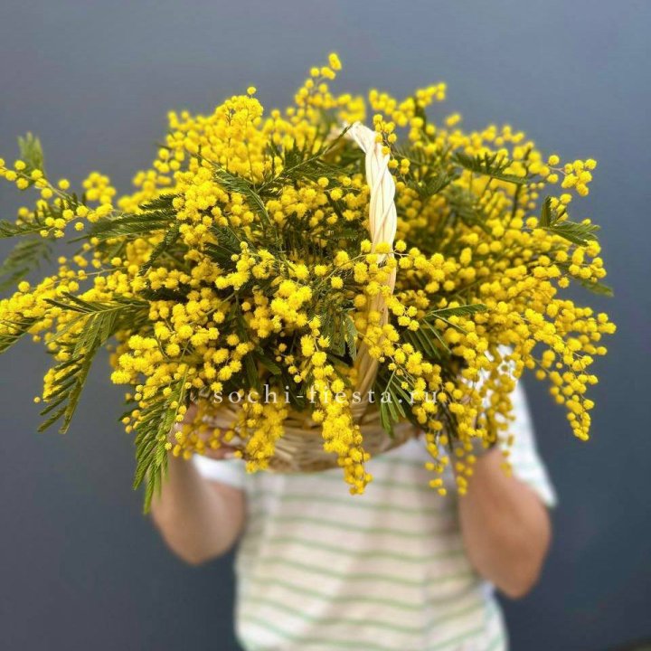 Весенняя корзина мимозы с доставкой в Краснодаре