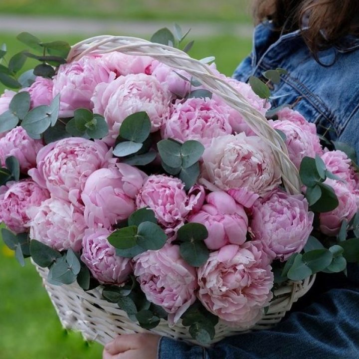 51 пион в корзине в Краснодаре