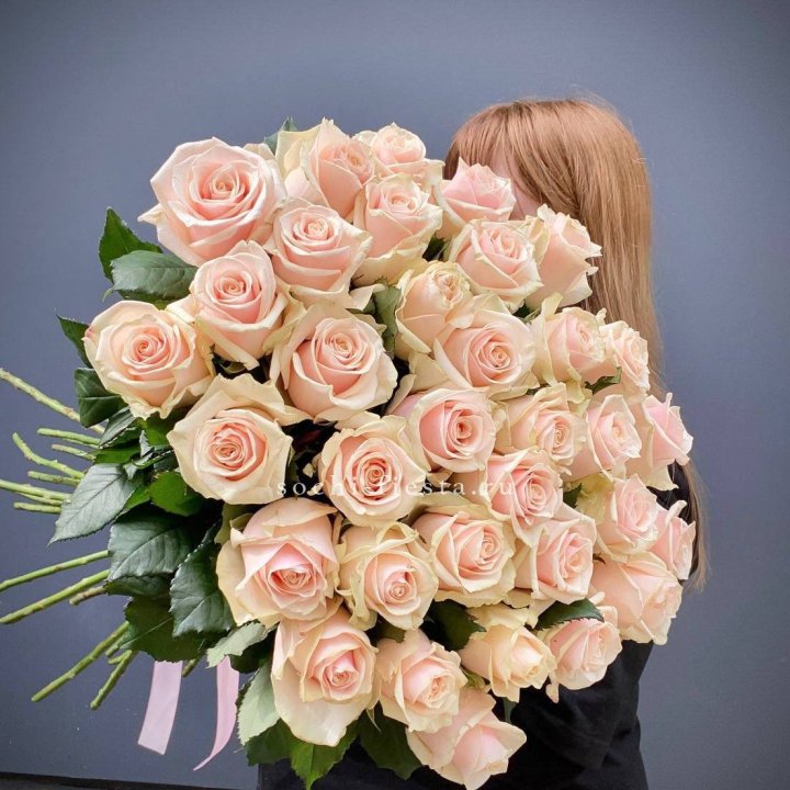 35 кремовых высоких роз в Краснодаре