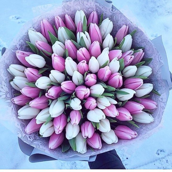 101 тюльпан Lollipop в Краснодаре